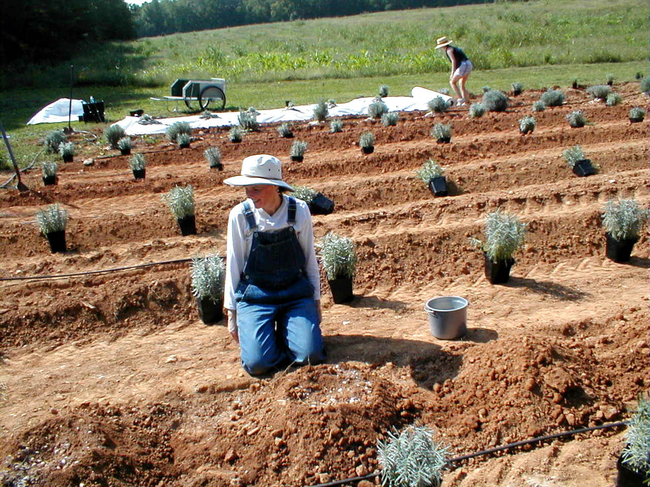 planting-care-sunshine-lavender-farm