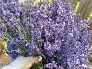 lavender blooms