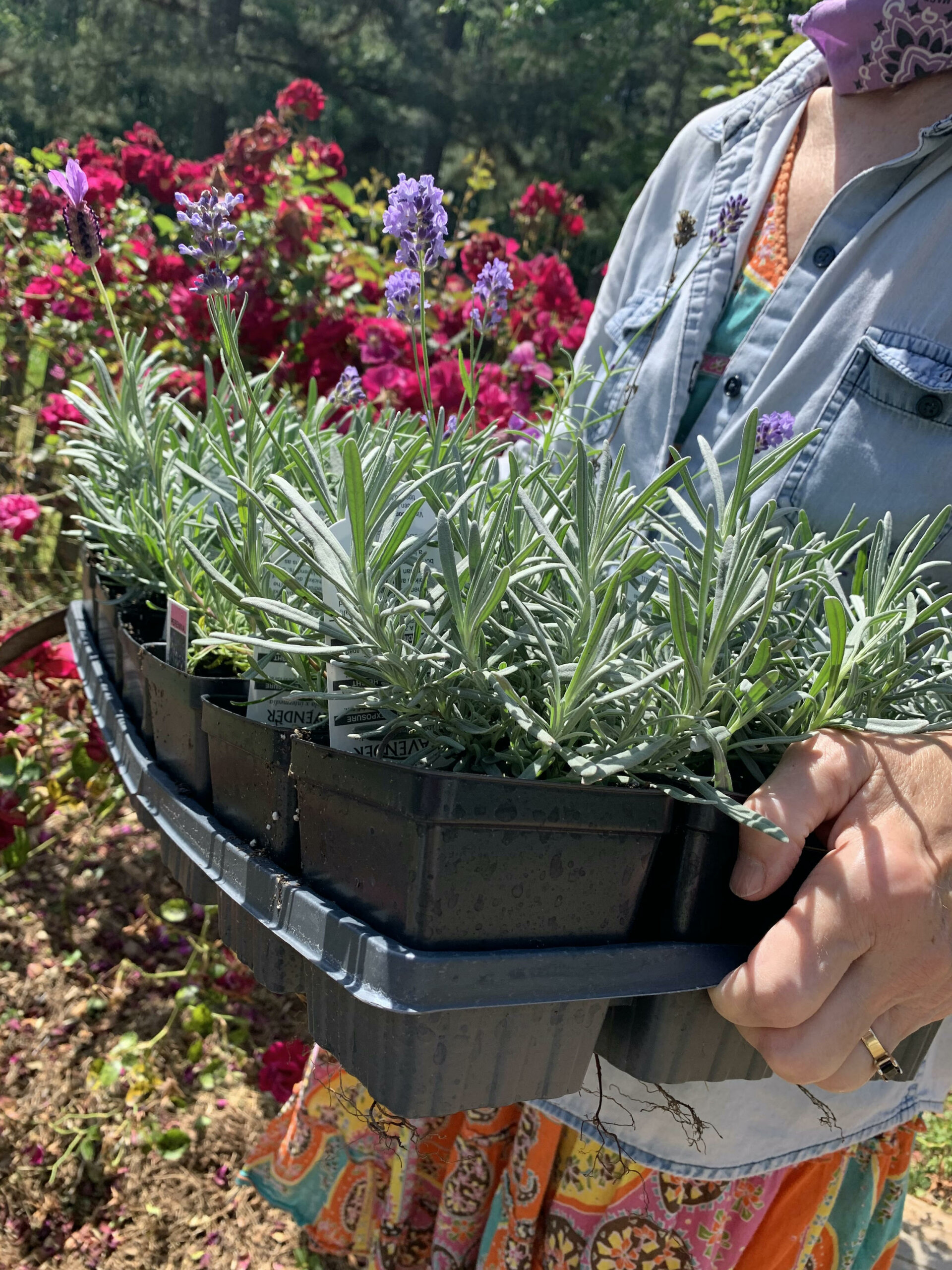 FARMERS Lavender Co. Lavender Sachet